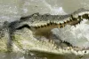 Human remains found after Australia’s second fatal crocodile attack in a month