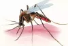 NTR District officials conduct Malaria survey: Additional teams for eradication 