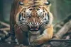 Woman killed in tiger attack in Telangana's Asifabad district