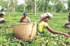 TTDC tea sold for Rs 213 per kg at auction