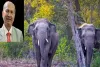 MP govt appoints new PCCF wildlife weeks after BTR elephant deaths