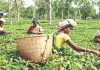 TTDC tea sold for Rs 213 per kg at auction