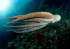 Octopuses and their relatives are a new animal welfare frontier − here’s what scientists know about consciousness in these unique creatures