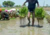 Centre plans permanent framework for weather advisory units for farmers shut last year