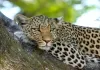 Leopard Spotted at Agricultural University in Hyderabad