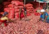 Day after protest over drop in prices, onion auctions start at Lasalgaon APMC