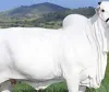 Nellore Breed Cow Sold for ₹40 Crore in Brazil, Enters Guinness World Records