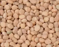 Guar seed futures gain on spot demand