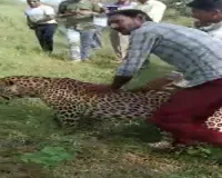 Leopard rescued in MP's Bandhavgarh reserve after attack on 4 persons dies