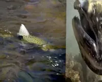 Salmon return to lay eggs in historic habitat after largest dam removal project in US history