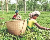 TTDC tea sold for Rs 213 per kg at auction