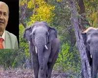 MP govt appoints new PCCF wildlife weeks after BTR elephant deaths