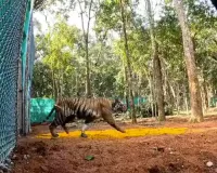 Second Maharashtra tigress 'Zeenat' released to wild in Similipal