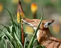 Wolves with taste for nectar? How we discovered first large carnivore that pollinates flowers