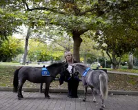 Greece's only miniature therapy horses bring joy to many, but their charity is struggling