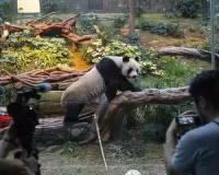 Hong Kong launches panda sculpture tour as city hopes bear craze boosts tourism