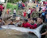 Huge, rare Mekong catfish spotted in Cambodia, raising conservation hopes