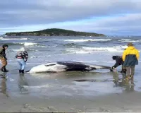 New Zealand scientists suspect specimen of world's rarest whale died from head injuries