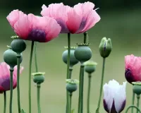 70 acres of illegal poppy cultivation destroyed in Manipur’s Ukhrul