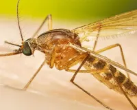 Australian Scientists Develop a Novel Mosquito Control Method