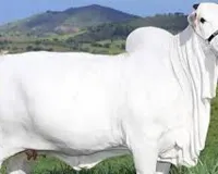 Nellore Breed Cow Sold for ₹40 Crore in Brazil, Enters Guinness World Records