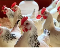 Nearly four lakh chickens perish in Andhra, samples sent to ascertain cause