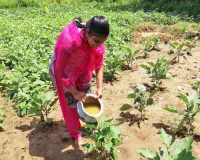 Andhra Pradesh sets target for 50-lakh hectare natural farming by 2028-29