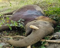 Elephant found dead in Jharkhand's Palamu Tiger Reserve