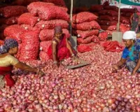 Day after protest over drop in prices, onion auctions start at Lasalgaon APMC