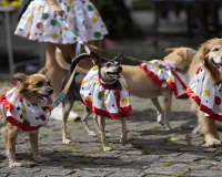 Rio Carnival street party where dogs parade as superheroes, cartoon characters