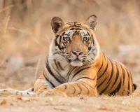 Tiger count in Maharashtra up at 444 from 101 in 2000: Minister