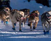 World's most famous sled dog race is longer than ever; here's a look at Iditarod by numbers