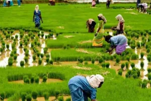 Agriculture minister assures swiftaAssistance to rain-affected farmers in AP 