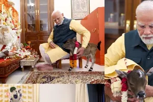 Calf named ‘Deepjyoti’ — new resident at PM Modi’s 7, Lok Kalyan Marg residence