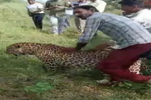 Leopard rescued in MP's Bandhavgarh reserve after attack on 4 persons dies