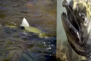 Salmon return to lay eggs in historic habitat after largest dam removal project in US history