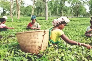 TTDC tea sold for Rs 213 per kg at auction