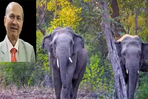 MP govt appoints new PCCF wildlife weeks after BTR elephant deaths