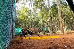 Second Maharashtra tigress 'Zeenat' released to wild in Similipal