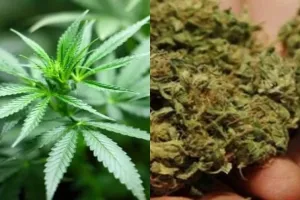 Cannabis worth Rs 1.33 crore seized in Arunachal Pradesh's West Kameng