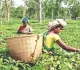 TTDC tea sold for Rs 213 per kg at auction