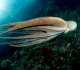 Octopuses and their relatives are a new animal welfare frontier − here’s what scientists know about consciousness in these unique creatures