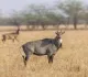 Over 4,250 'Nilgais' culled in Bihar in one year due to crop damage: Minister